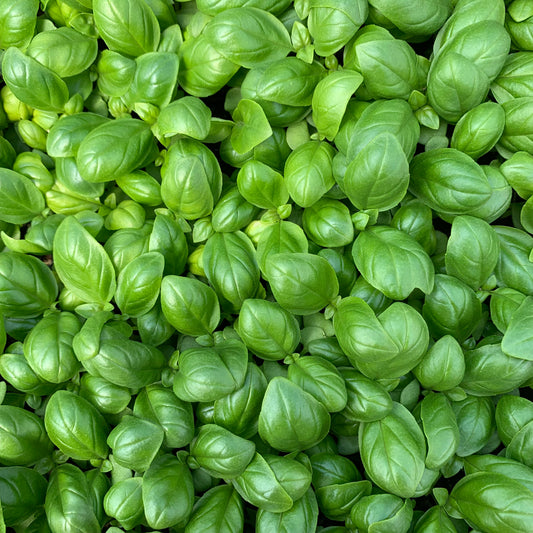 Seed Starting 101 ~ Part Two ~ Planting and Growing