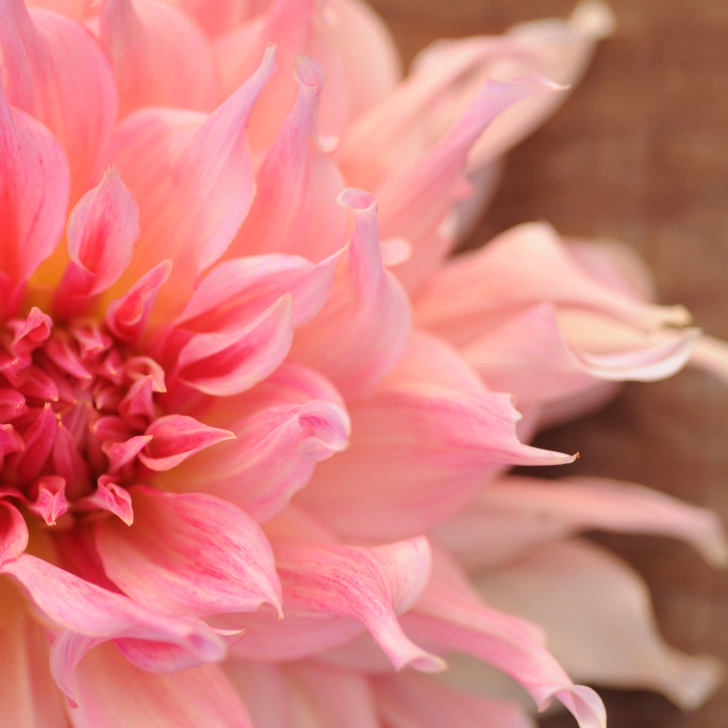 Dahlias
