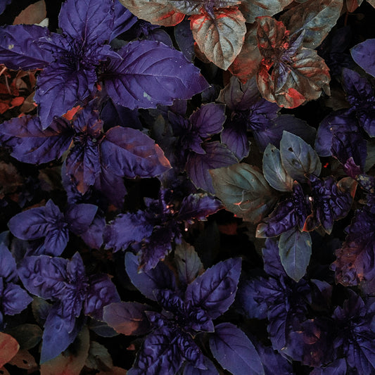 Basil - Purple