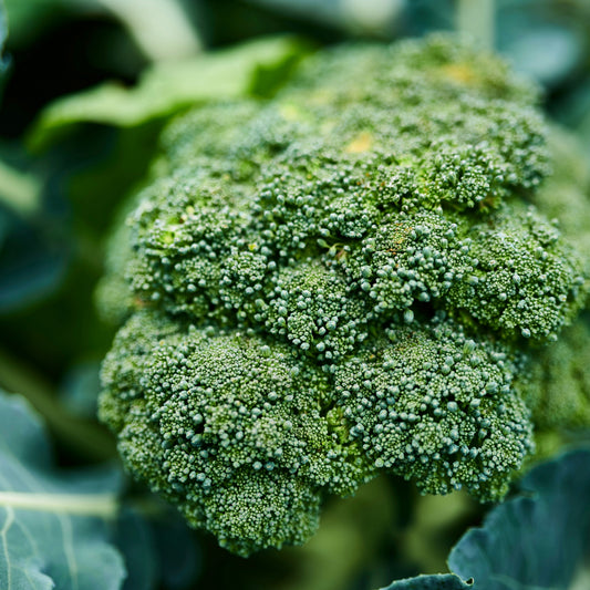Broccoli