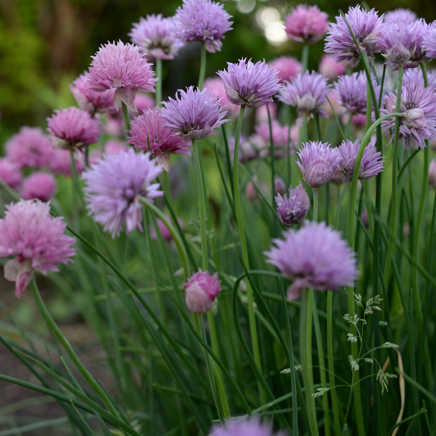 Chives