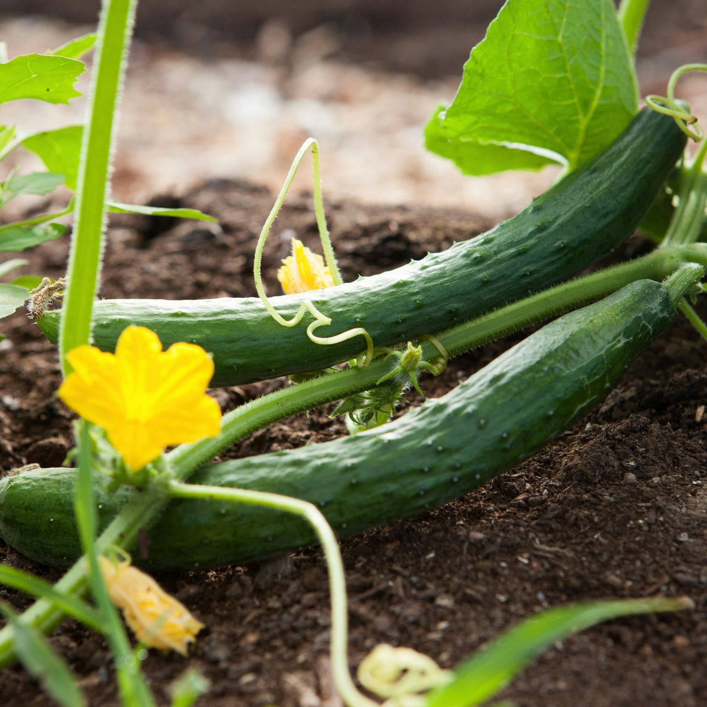 Cucumber ~ Long English