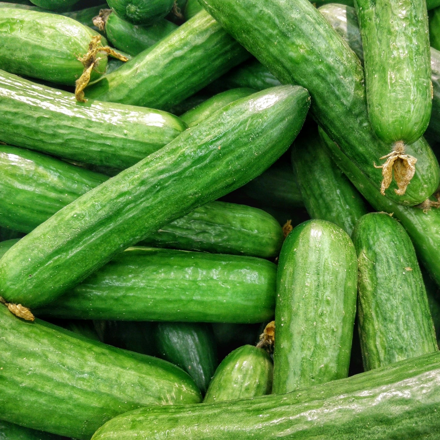 Cucumber ~ Slicing