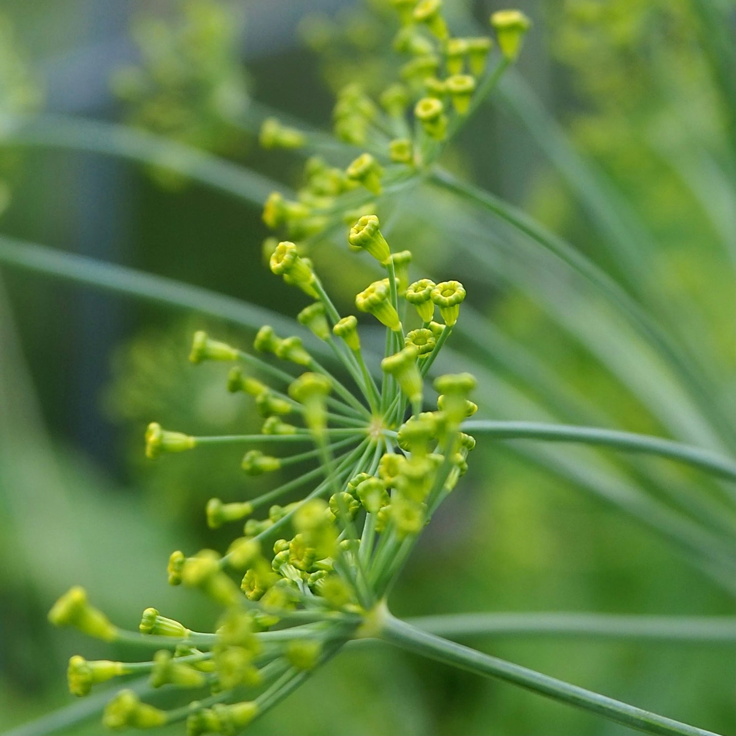 Dill
