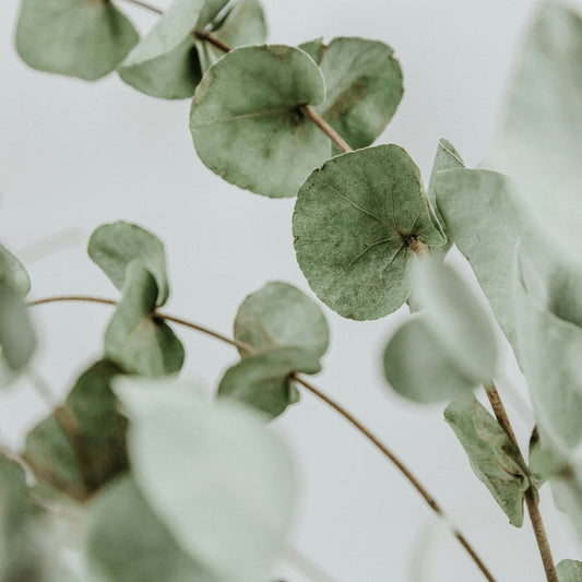 Eucalyptus Bundles