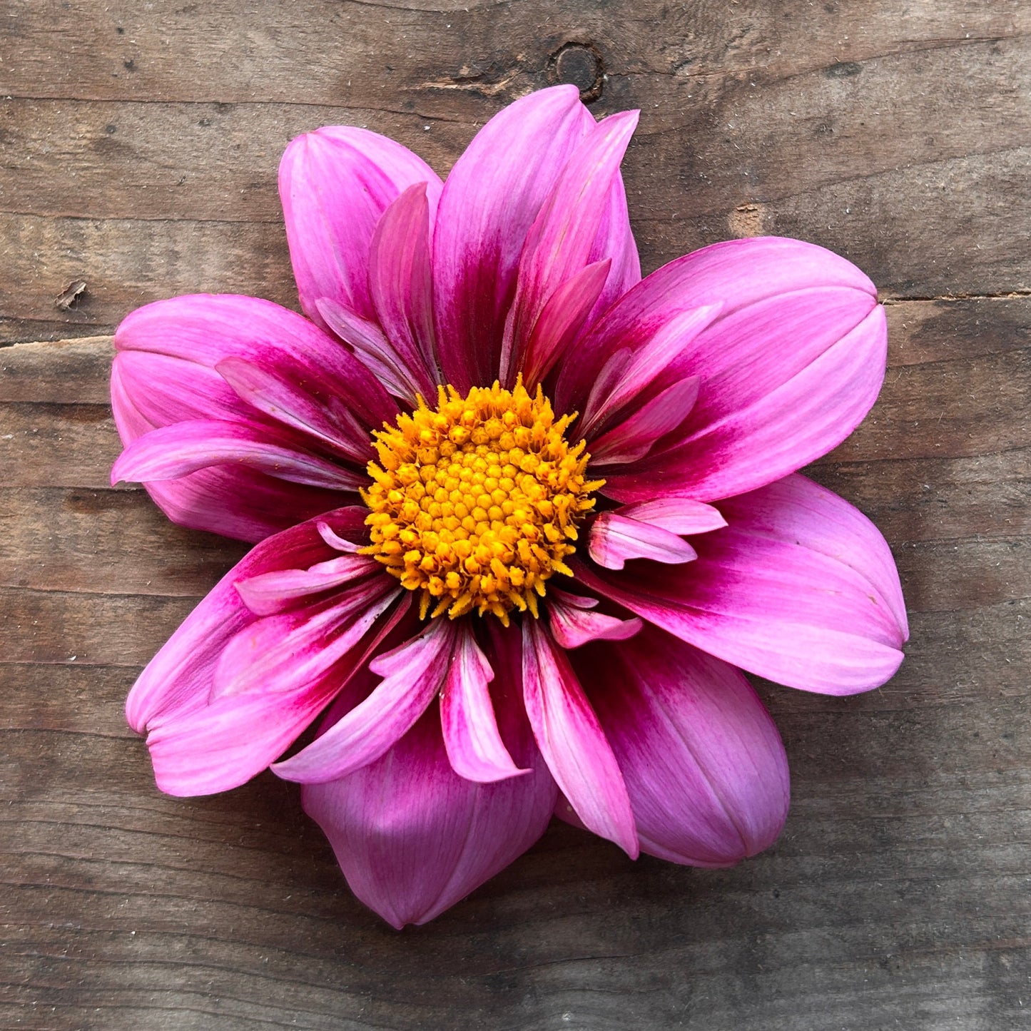 Dahlia Bloomquist Sweet