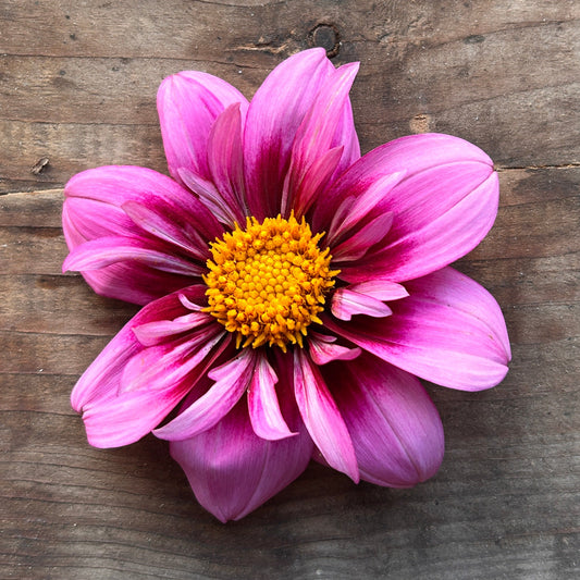 Dahlia Bloomquist Sweet