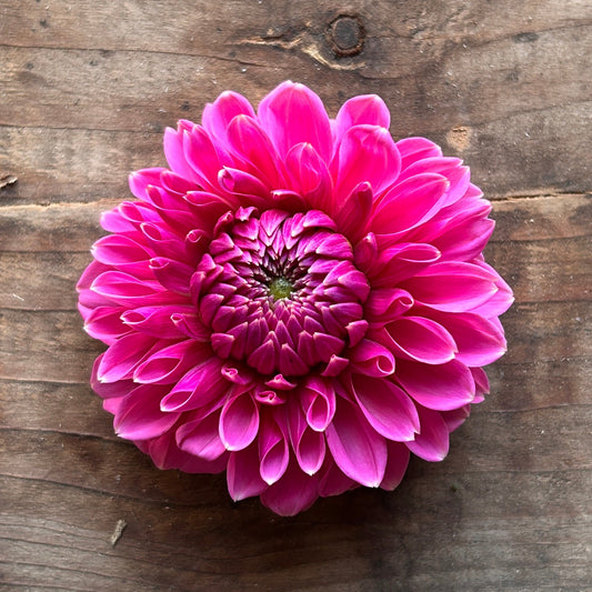 Dahlia Sweet Fabienne