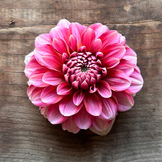 Dahlia Strawberries and Cream