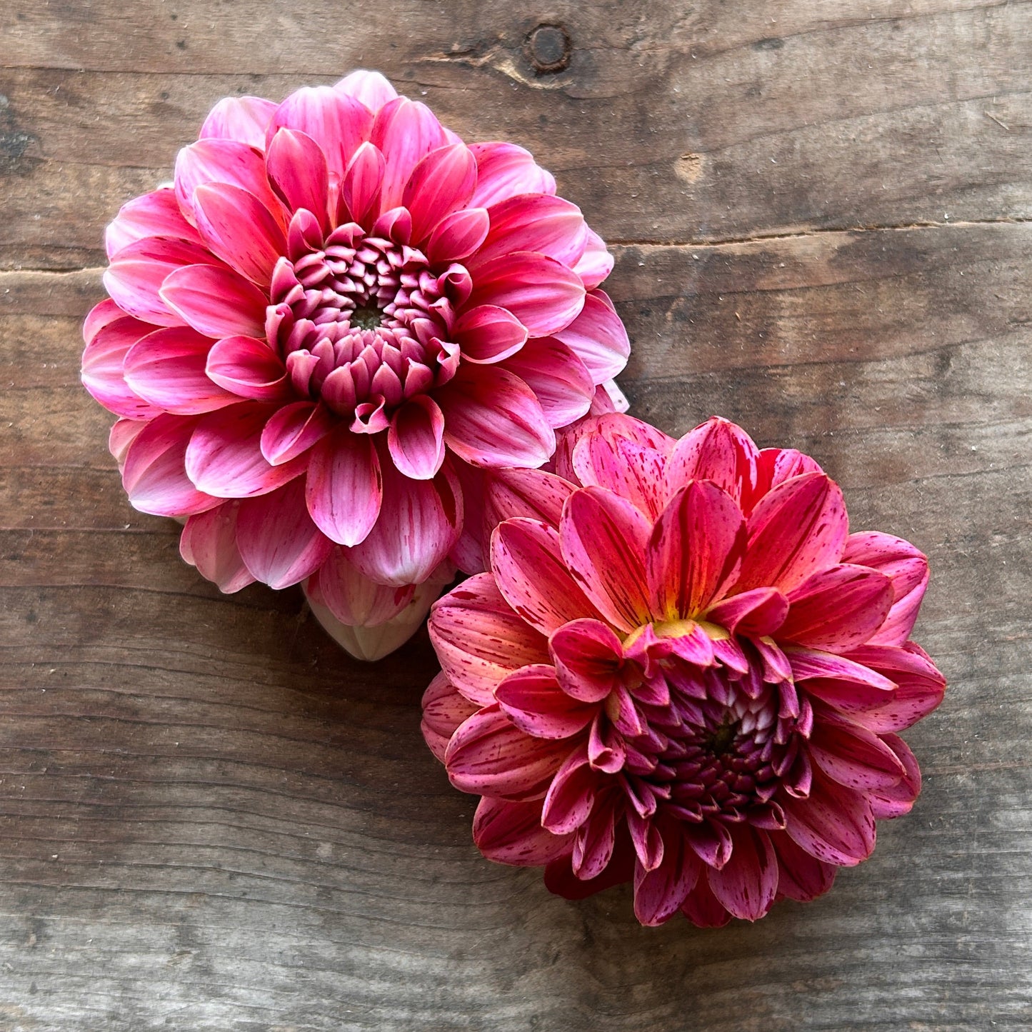 Dahlia Strawberries and Cream