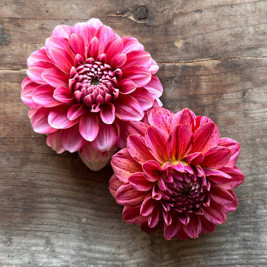 Dahlia Strawberries and Cream