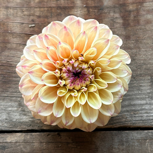 Dahlia Bolt