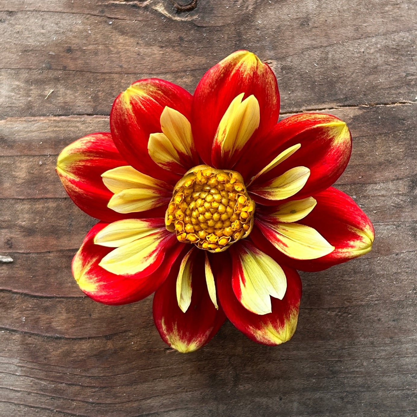 Dahlia NTAC Solar Flare