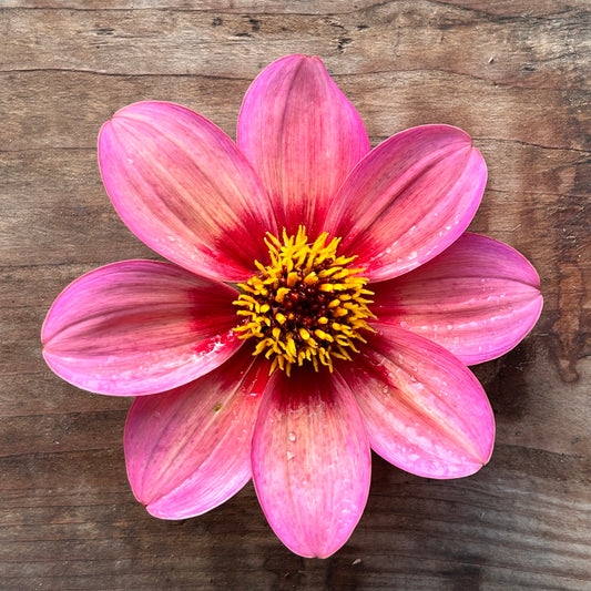 Dahlia Tricolore