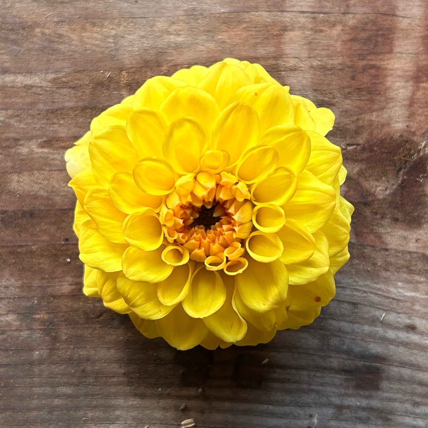 Dahlia Golden Sceptre