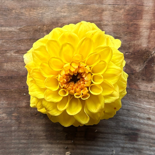 Dahlia Golden Sceptre