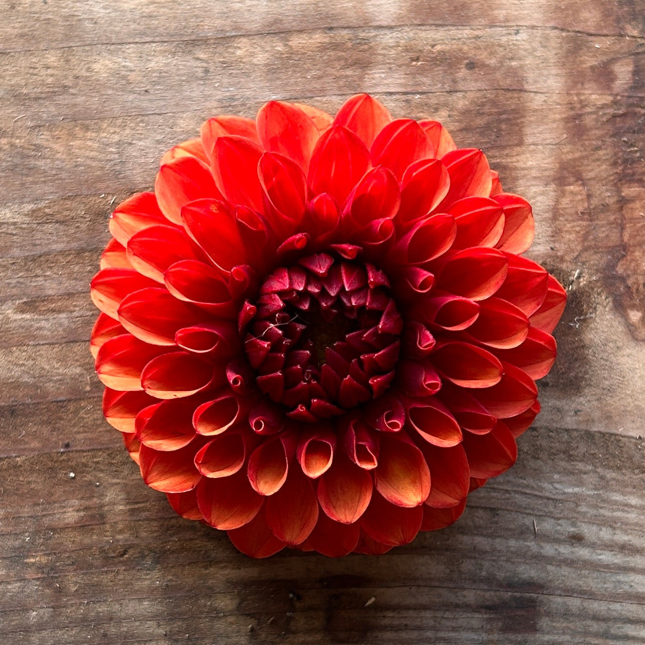 Dahlia Brown Sugar