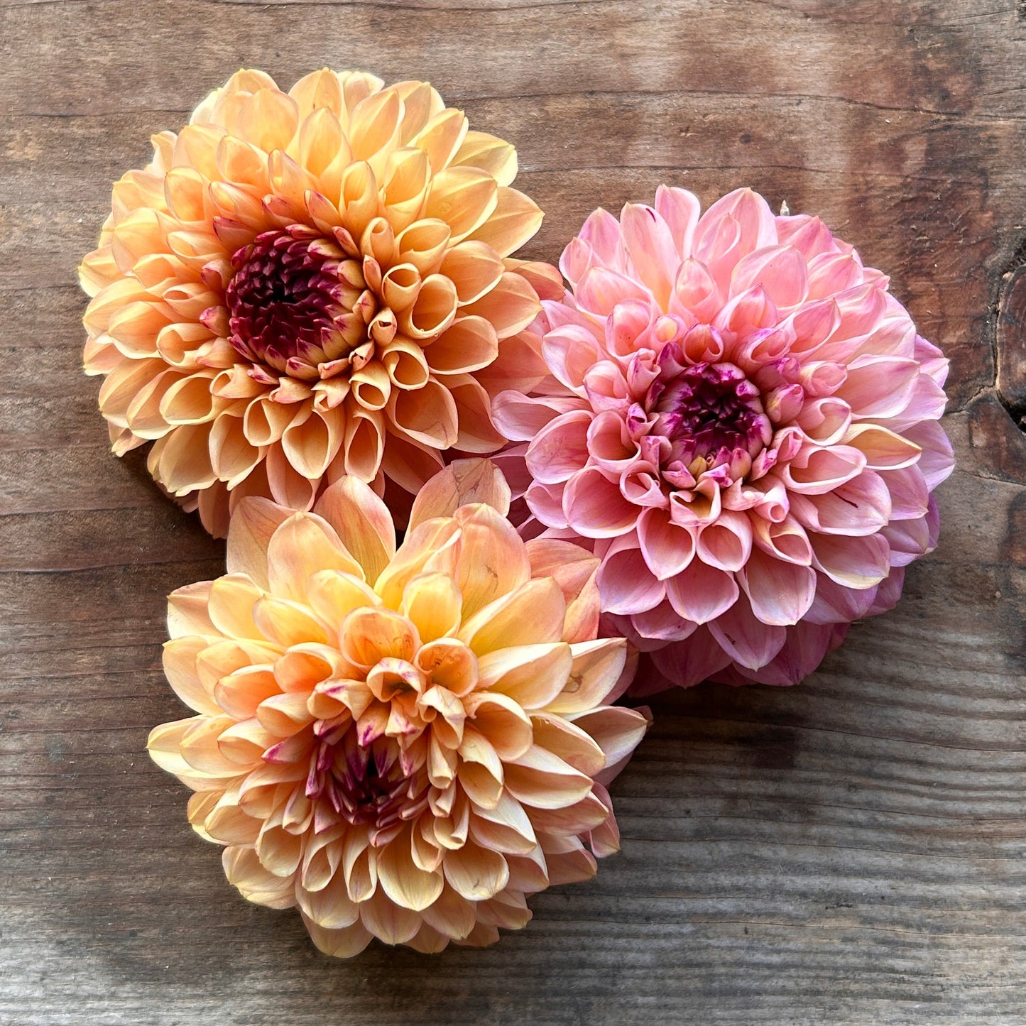 Dahlia Wine Eyed Jill