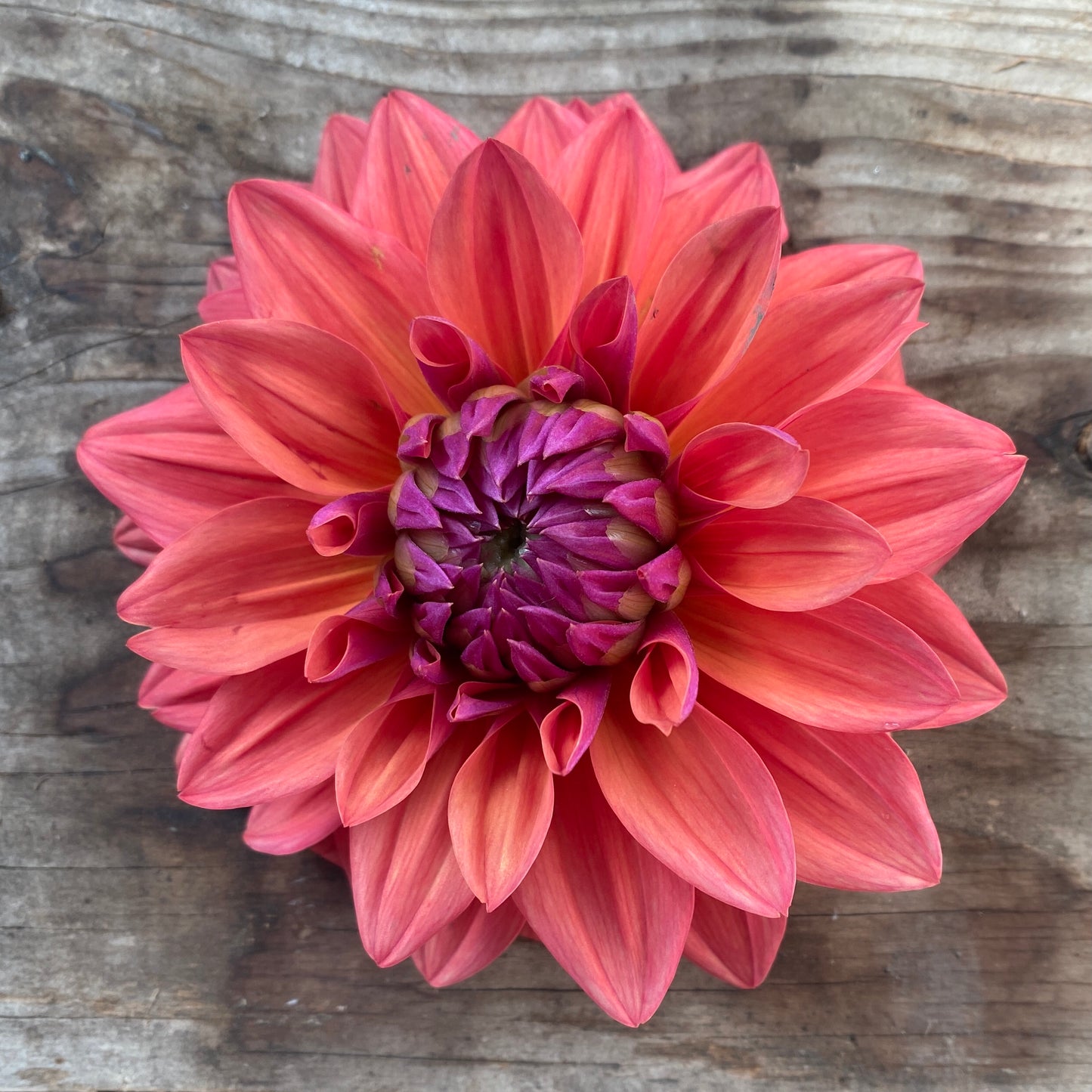 Dahlia American Dawn