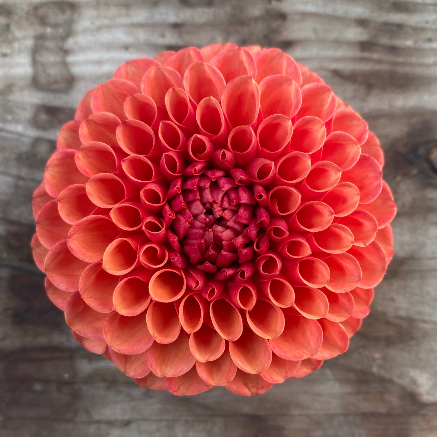 Dahlia Valley Rust Bucket