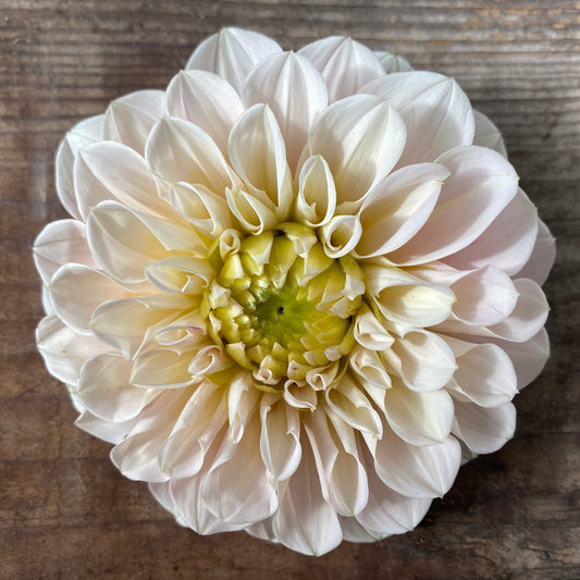 Dahlia Sweet Nathalie