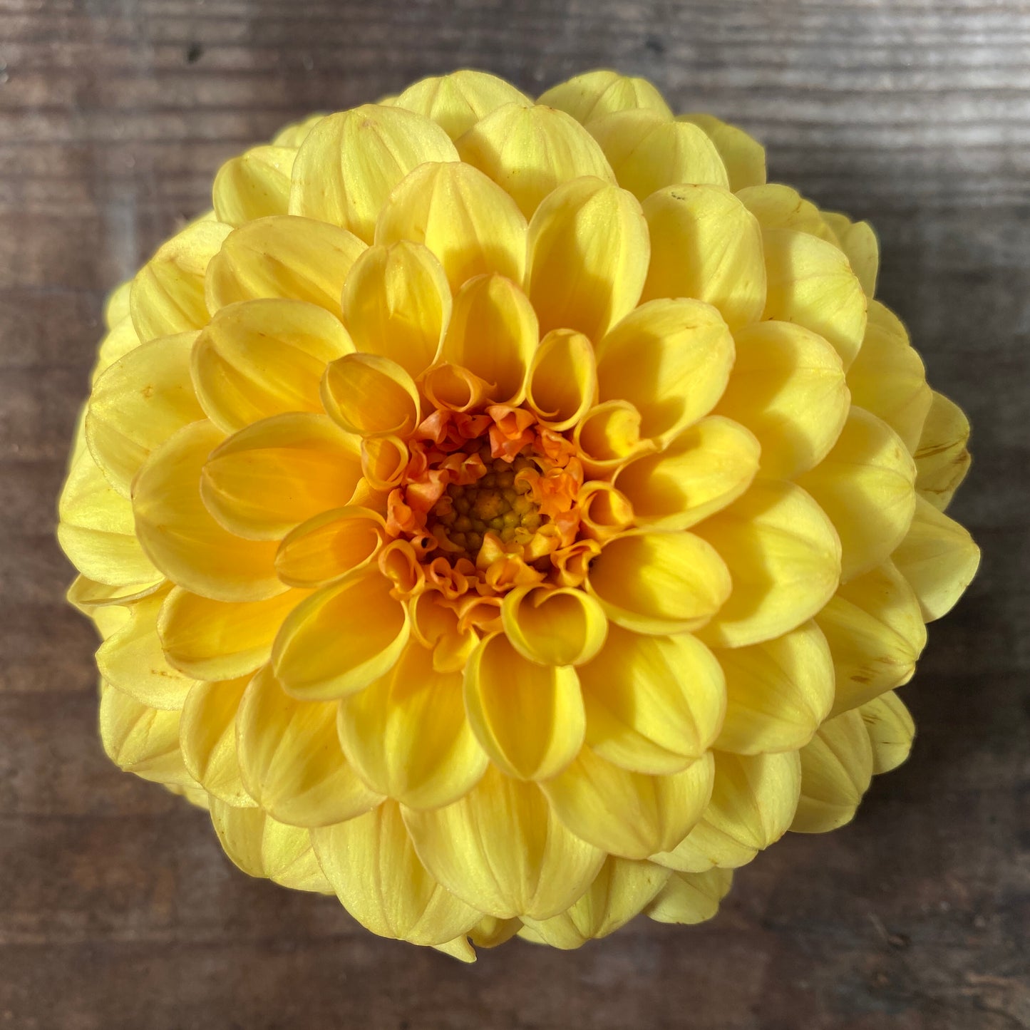 Dahlia Golden Sceptre