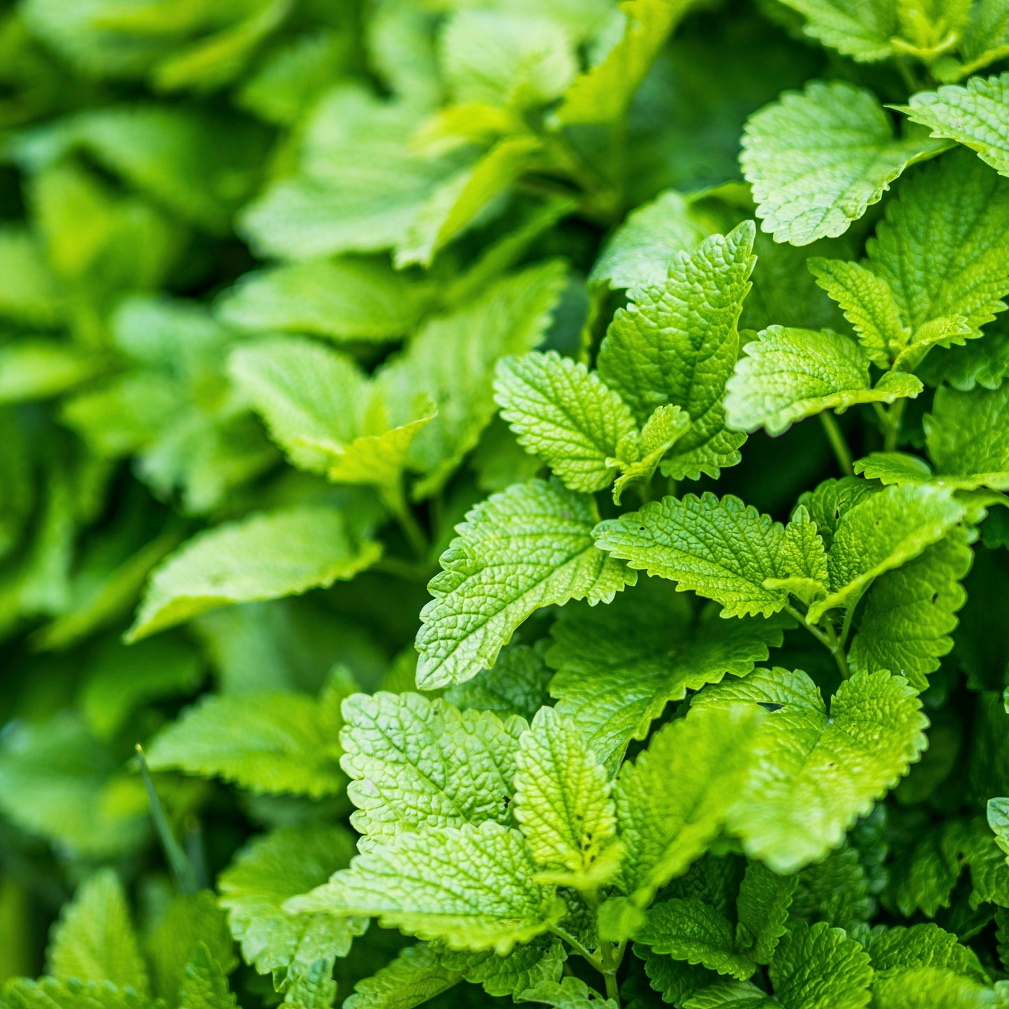 Lemon Balm