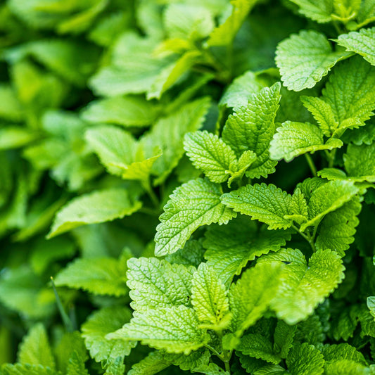 Lemon Balm