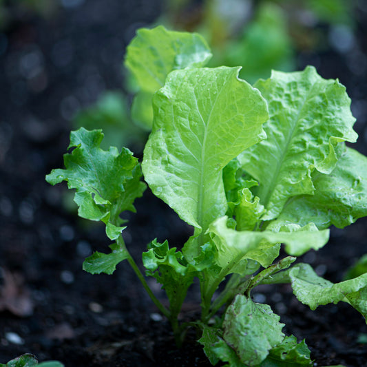 Lettuce ~ Romaine