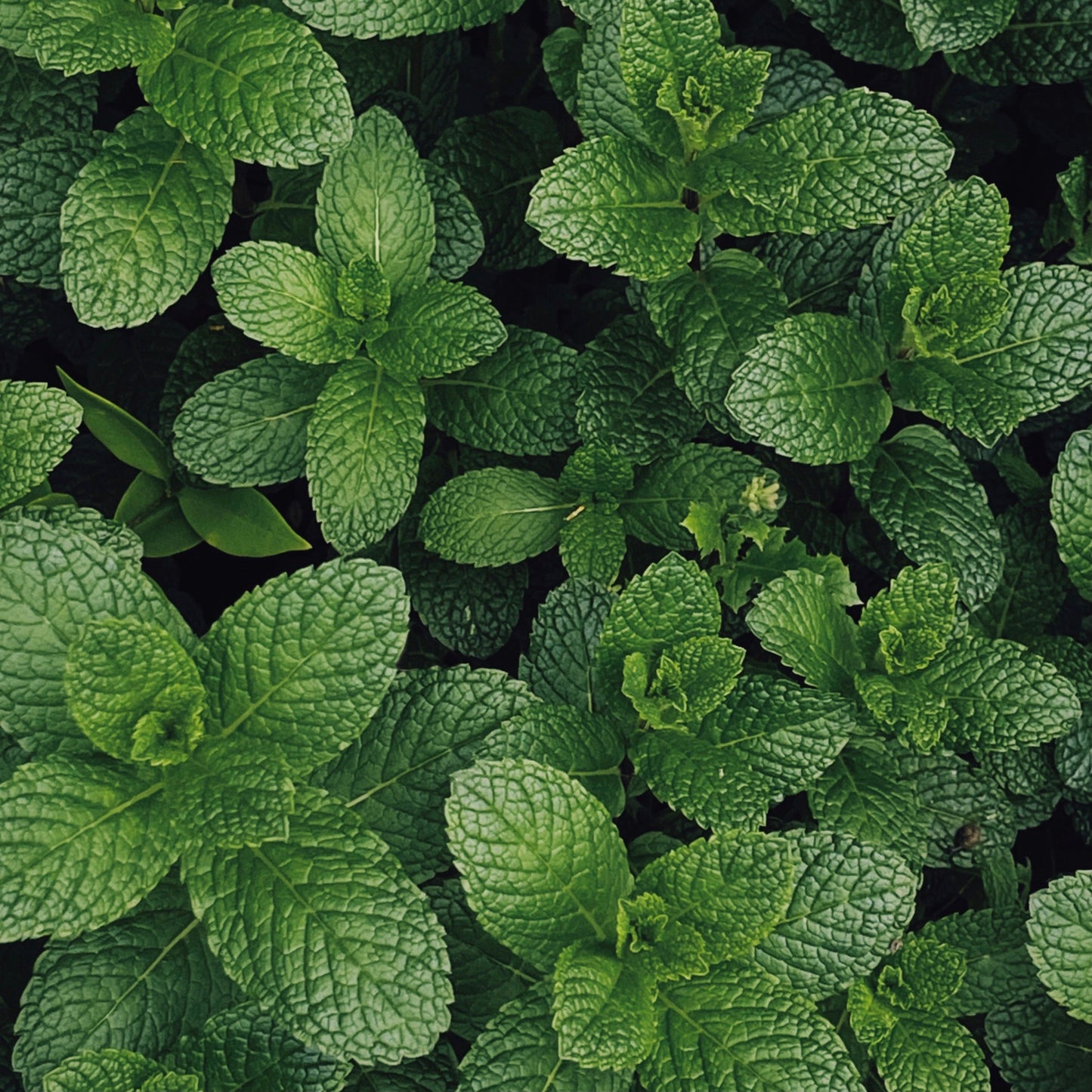 Mint - Mojito