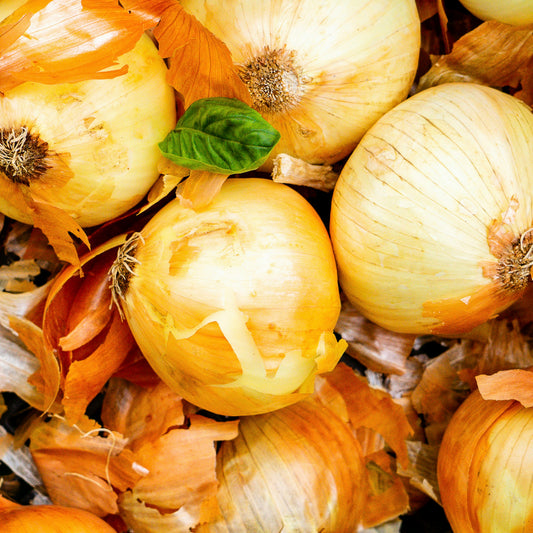 Onions ~ Yellow