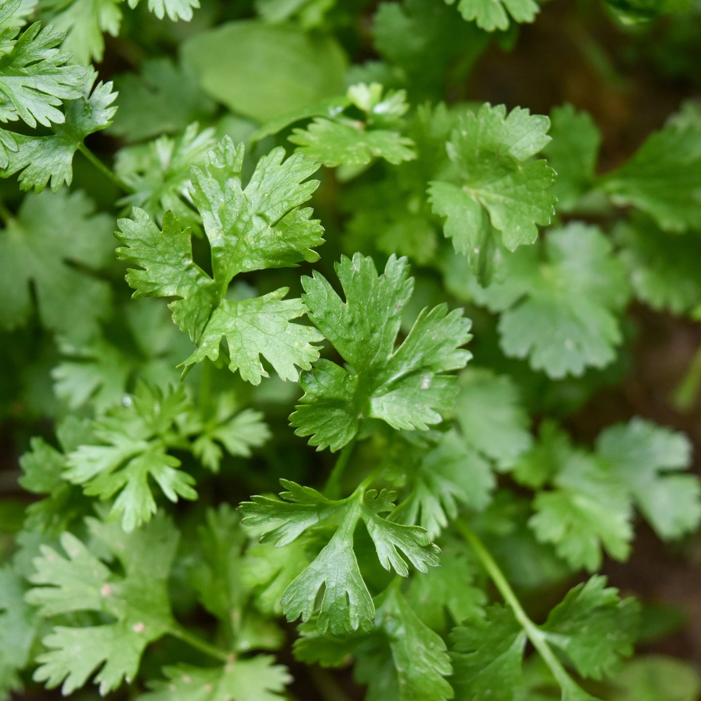 Parsley - Italian Flat