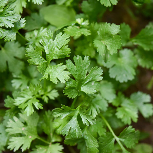 Parsley - Italian Flat