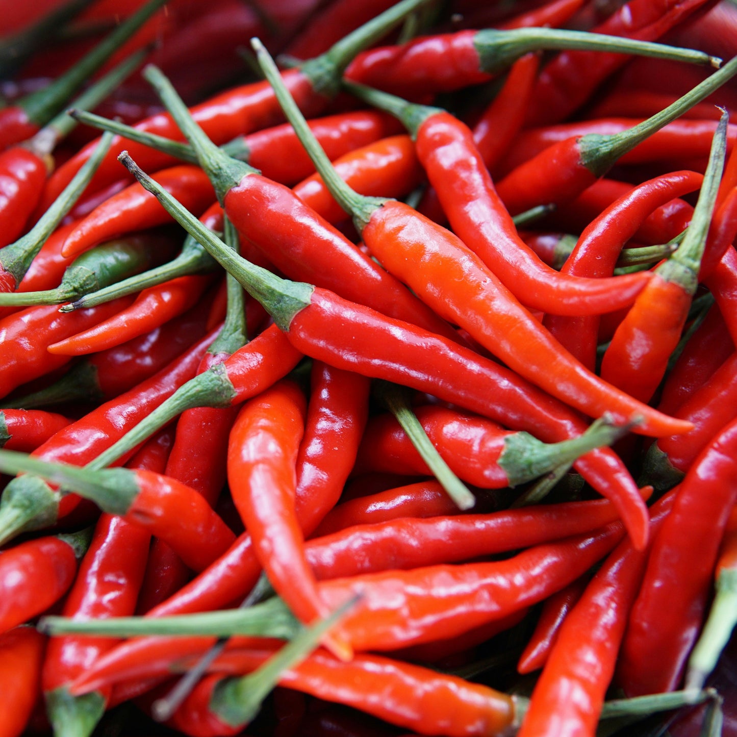 Pepper ~ Cayenne (Single)