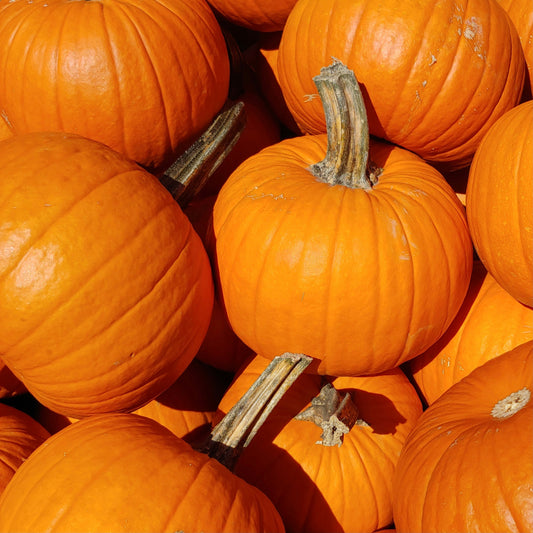 Pumpkin ~ Jack-O-Lantern
