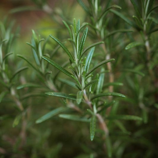 Rosemary