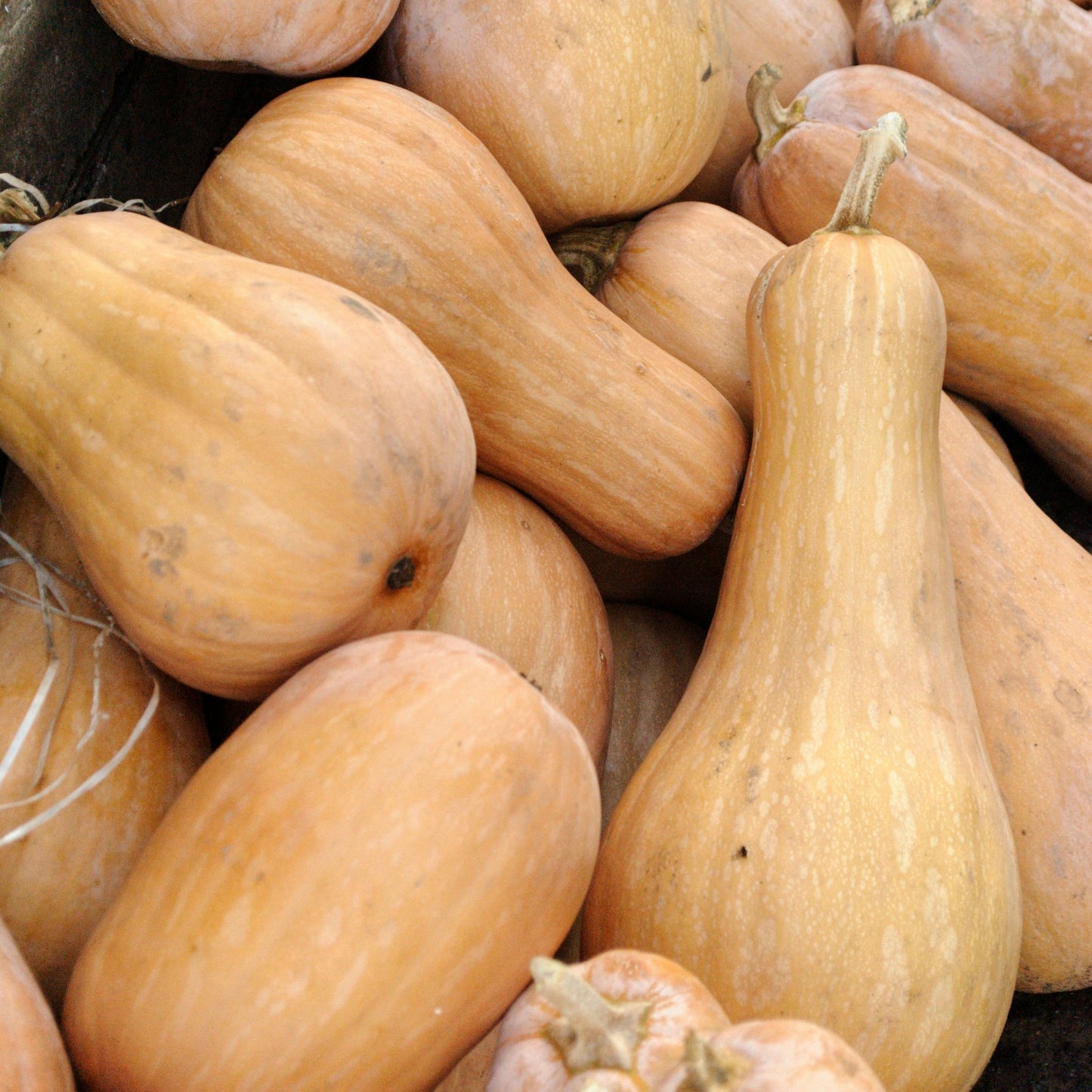 Squash ~ Early Butternut