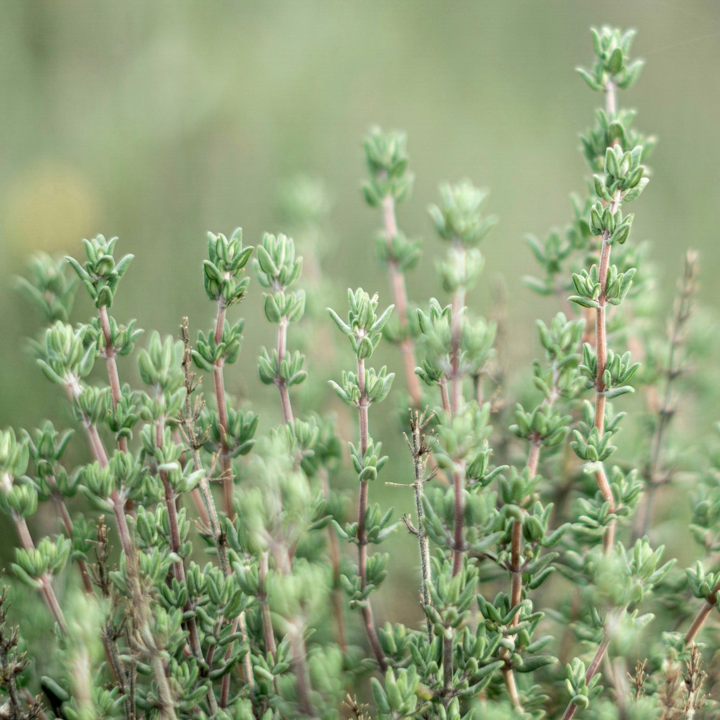 Thyme