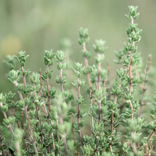 Thyme