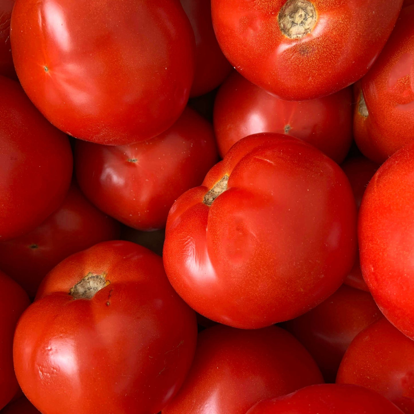 Tomato ~ Primo (Single)