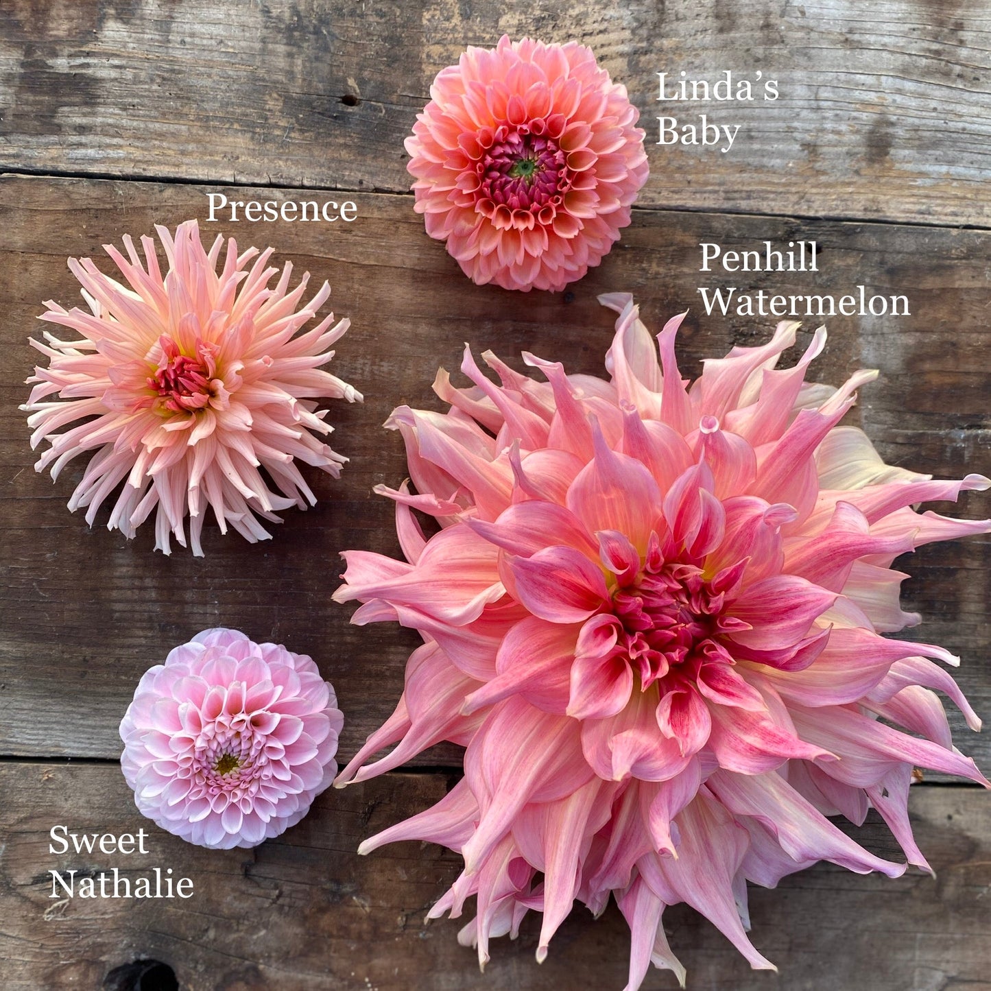 Dahlia Penhill Watermelon