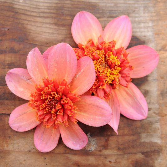 Dahlia Totally Tangerine