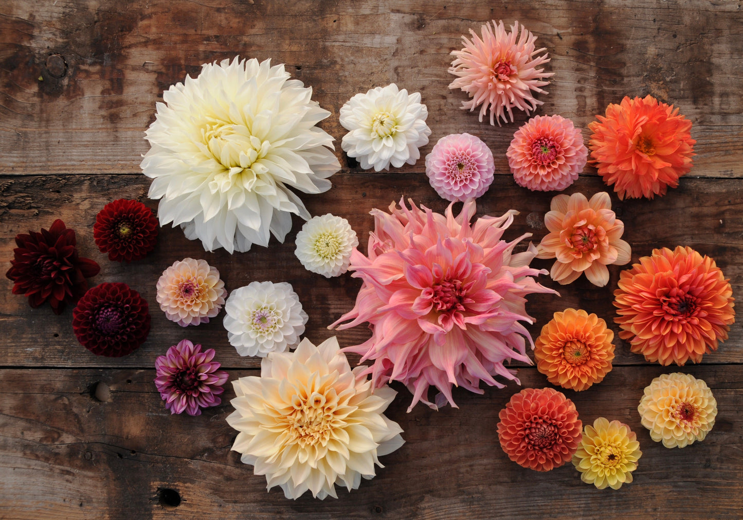 Dahlia White Onesta