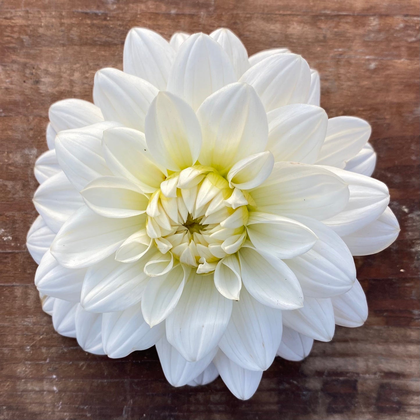 Dahlia White Onesta