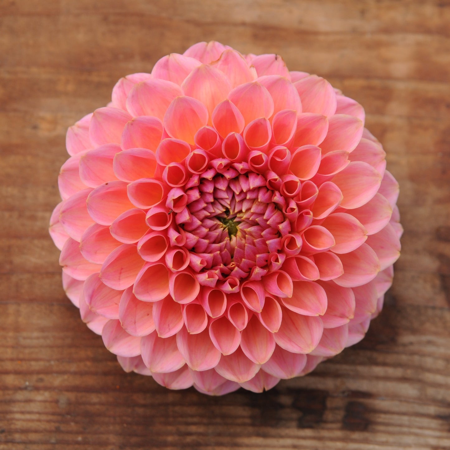 Dahlia Nathalie G ~ Workshop Curated Collection