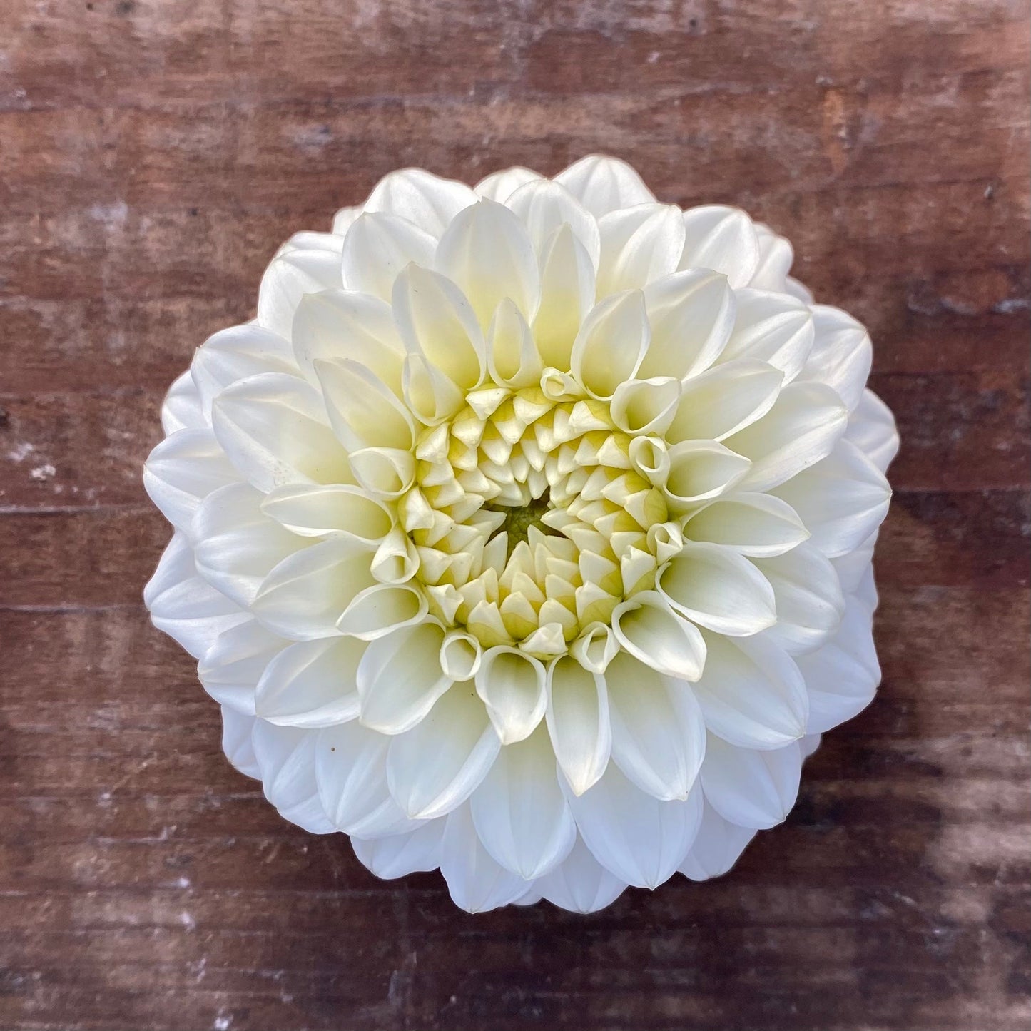 Dahlia Petra’s Wedding
