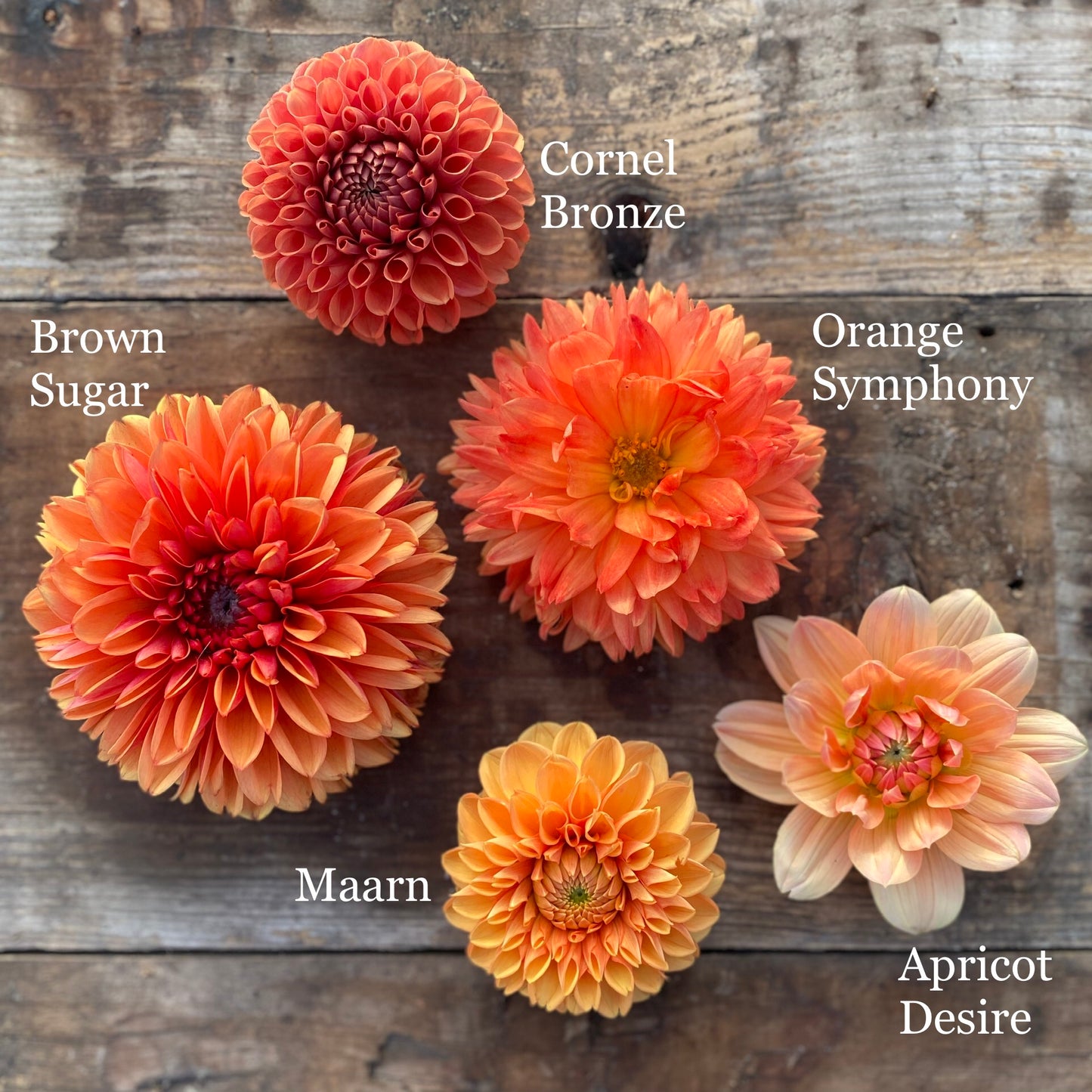 Dahlia Maarn (Sylvia)