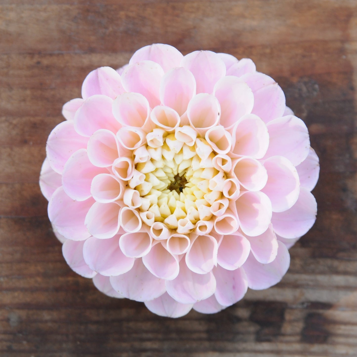 Dahlia Wizard of Oz