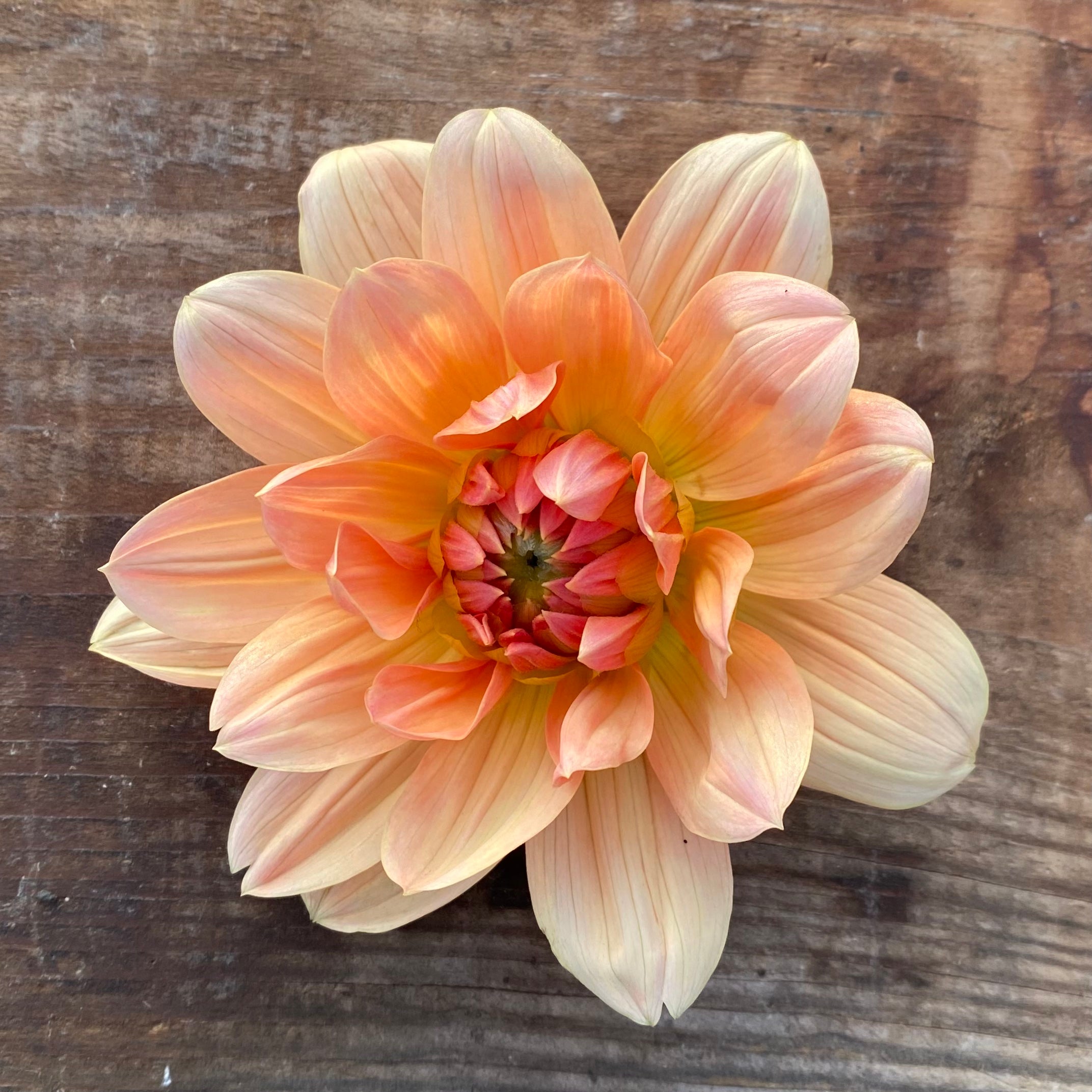 Dahlia Apricot Desire – Prairie Grove Acres