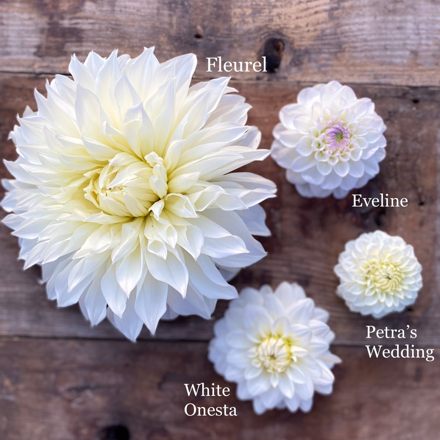 Dahlia White Onesta